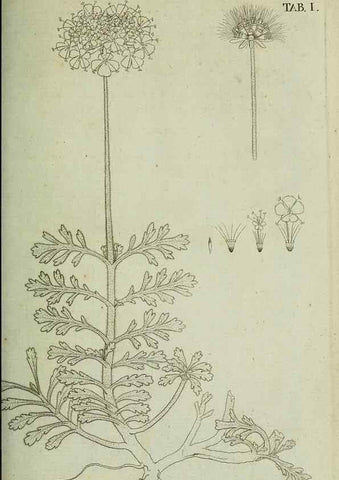 Reproducción/Reproduction 49232627113: Stirpium rariorum minusque cognitarum in Sicilia sponte provenientium descriptiones nonnullis iconibus auctae /. Panormi :Typis Regiis,1813-1816.. 