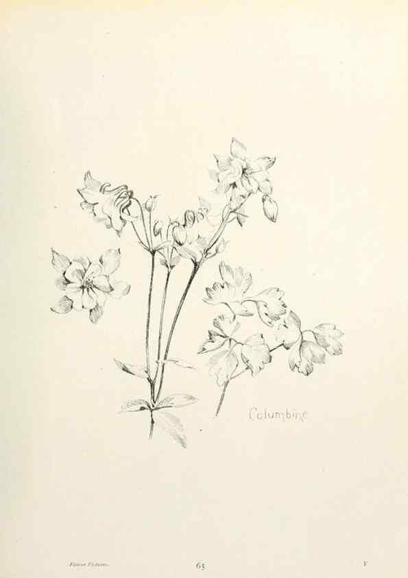 Reproducción/Reproduction 49232827448: Flower pictures,. London,[Printed by R. R. Clark,1914?]. 