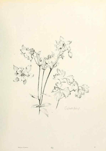 Reproducción/Reproduction 49232827448: Flower pictures,. London,[Printed by R. R. Clark,1914?]. 