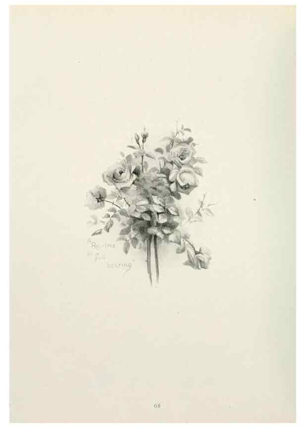 Reproducción/Reproduction 49232827748: Flower pictures,. London,[Printed by R. R. Clark,1914?]. 