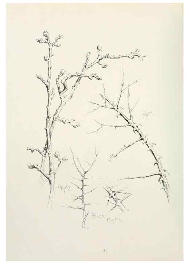 Reproducción/Reproduction 49233292816: Flower pictures,. London,[Printed by R. R. Clark,1914?]. 
