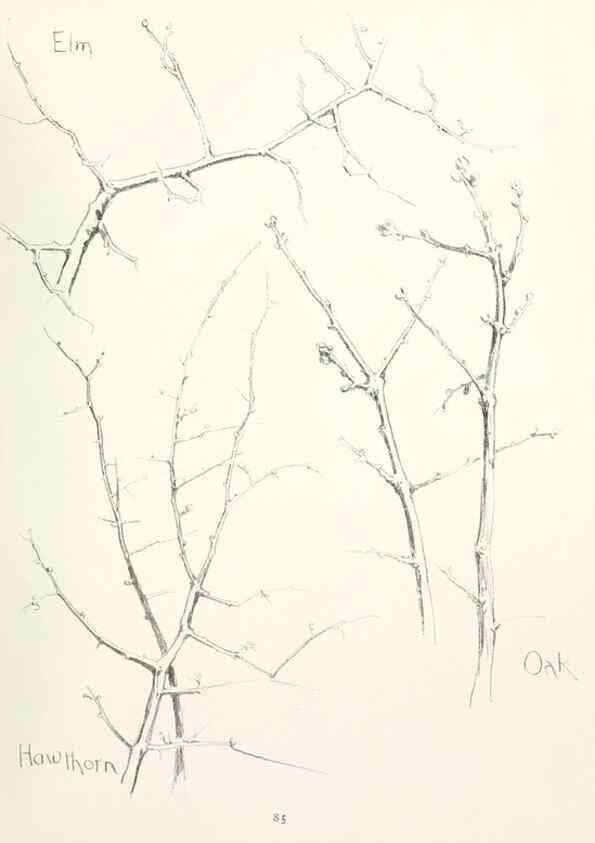 Reproducción/Reproduction 49233515712: Flower pictures,. London,[Printed by R. R. Clark,1914?]. 