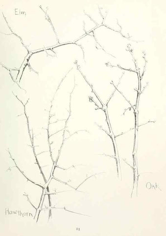 Reproducción/Reproduction 49233515712: Flower pictures,. London,[Printed by R. R. Clark,1914?]. 