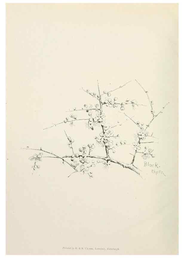 Reproducción/Reproduction 49233293521: Flower pictures,. London,[Printed by R. R. Clark,1914?]. 