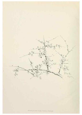 Reproducción/Reproduction 49233293521: Flower pictures,. London,[Printed by R. R. Clark,1914?]. 