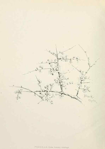 Reproducción/Reproduction 49233293521: Flower pictures,. London,[Printed by R. R. Clark,1914?]. 