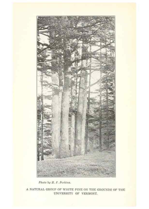 Reproducción/Reproduction 49233549986: Flora of Vermont.. Burlington, Vt.,Free Press Print. Co.,1915.. 