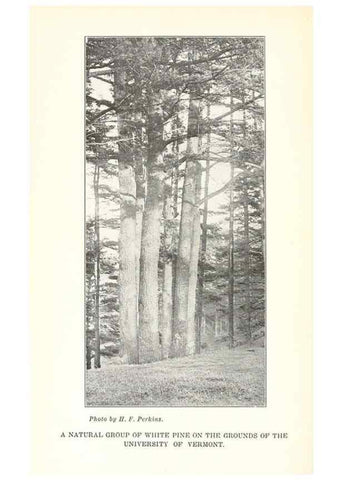 Reproducción/Reproduction 49233549986: Flora of Vermont.. Burlington, Vt.,Free Press Print. Co.,1915.. 