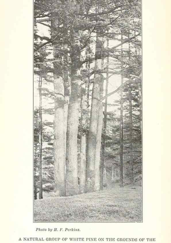 Reproducción/Reproduction 49233549986: Flora of Vermont.. Burlington, Vt.,Free Press Print. Co.,1915.. 