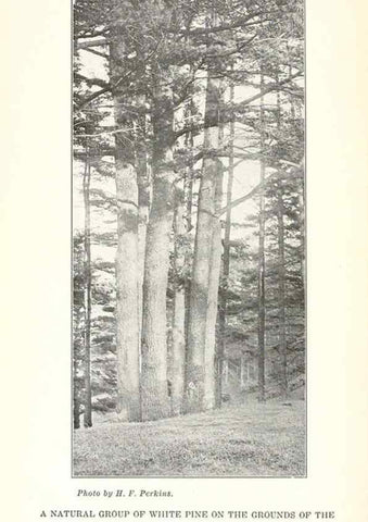 Reproducción/Reproduction 49233549986: Flora of Vermont.. Burlington, Vt.,Free Press Print. Co.,1915.. 