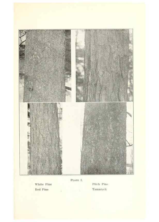 Reproducción/Reproduction 49233550351: Flora of Vermont.. Burlington, Vt.,Free Press Print. Co.,1915.. 