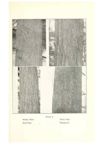 Reproducción/Reproduction 49233550351: Flora of Vermont.. Burlington, Vt.,Free Press Print. Co.,1915.. 