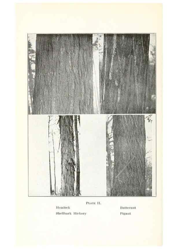 Reproducción/Reproduction 49233550756: Flora of Vermont.. Burlington, Vt.,Free Press Print. Co.,1915.. 