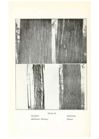 Reproducción/Reproduction 49233550756: Flora of Vermont.. Burlington, Vt.,Free Press Print. Co.,1915.. 