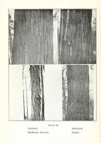 Reproducción/Reproduction 49233550756: Flora of Vermont.. Burlington, Vt.,Free Press Print. Co.,1915.. 
