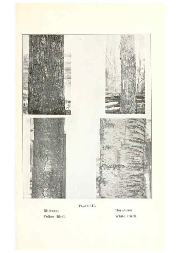 Reproducción/Reproduction 49233551286: Flora of Vermont.. Burlington, Vt.,Free Press Print. Co.,1915.. 