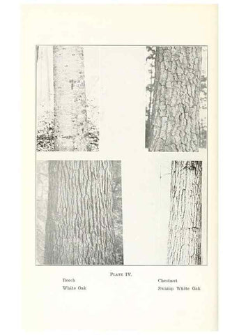 Reproducción/Reproduction 49233087193: Flora of Vermont.. Burlington, Vt.,Free Press Print. Co.,1915.. 