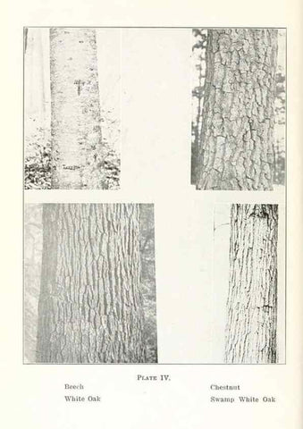 Reproducción/Reproduction 49233087193: Flora of Vermont.. Burlington, Vt.,Free Press Print. Co.,1915.. 