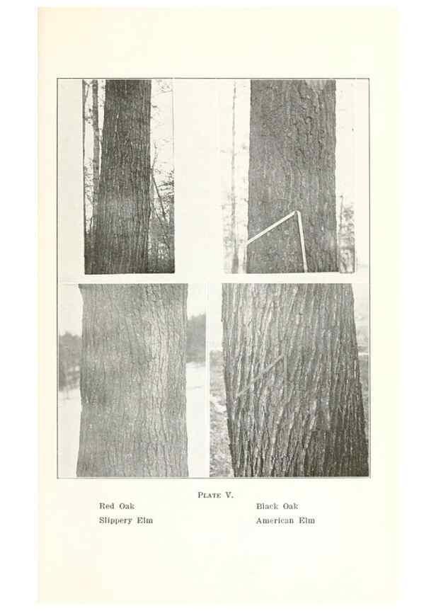 Reproducción/Reproduction 49233776487: Flora of Vermont.. Burlington, Vt.,Free Press Print. Co.,1915.. 