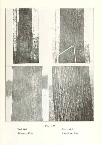 Reproducción/Reproduction 49233776487: Flora of Vermont.. Burlington, Vt.,Free Press Print. Co.,1915.. 