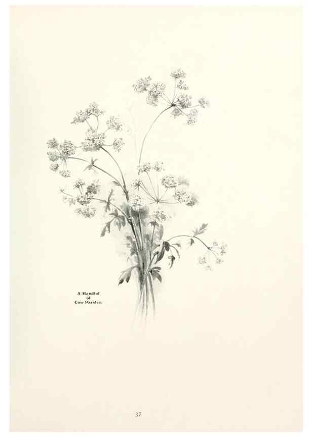 Reproducción/Reproduction 49233512242: Flower pictures,. London,[Printed by R. R. Clark,1914?]. 
