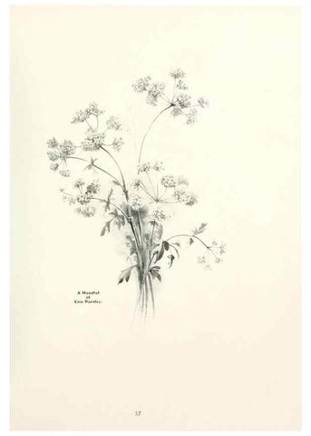 Reproducción/Reproduction 49233512242: Flower pictures,. London,[Printed by R. R. Clark,1914?]. 