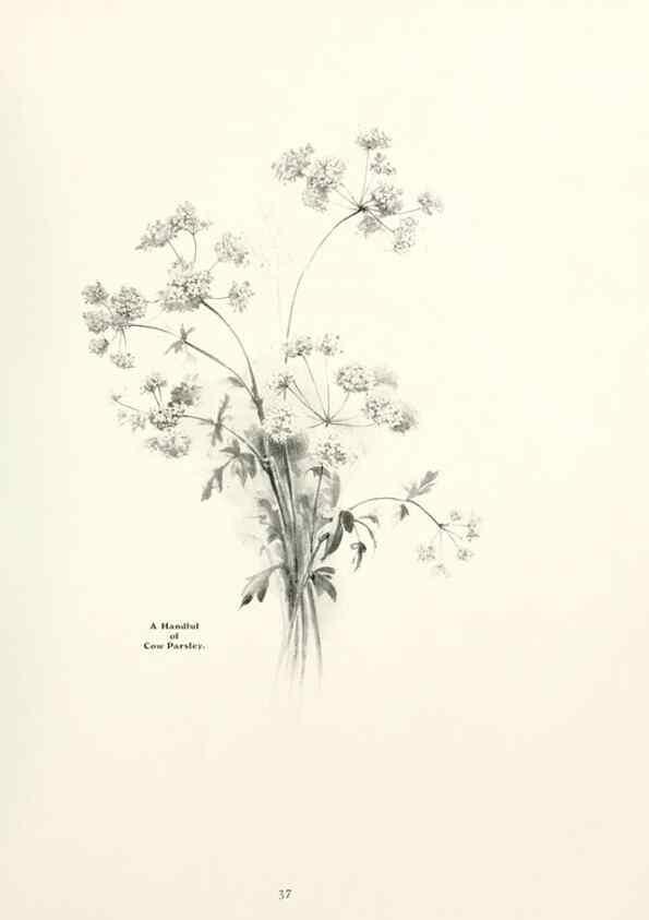 Reproducción/Reproduction 49233512242: Flower pictures,. London,[Printed by R. R. Clark,1914?]. 