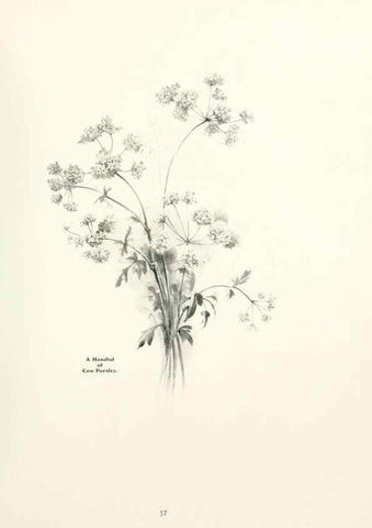 Reproducción/Reproduction 49233512242: Flower pictures,. London,[Printed by R. R. Clark,1914?]. 