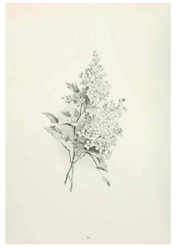 Reproducción/Reproduction 49233289006: Flower pictures,. London,[Printed by R. R. Clark,1914?]. 