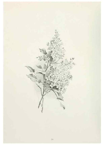 Reproducción/Reproduction 49233289006: Flower pictures,. London,[Printed by R. R. Clark,1914?]. 