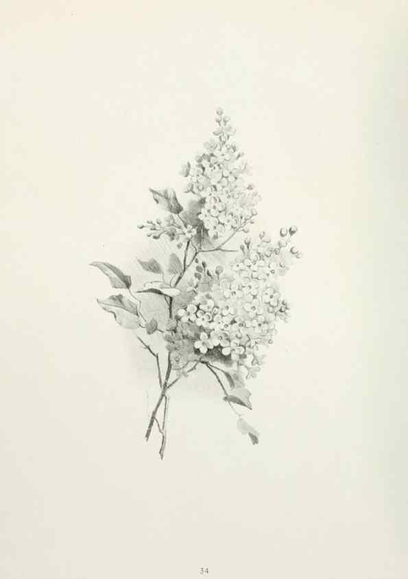 Reproducción/Reproduction 49233289006: Flower pictures,. London,[Printed by R. R. Clark,1914?]. 