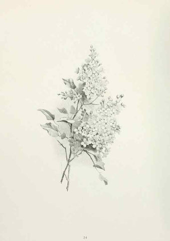 Reproducción/Reproduction 49233289006: Flower pictures,. London,[Printed by R. R. Clark,1914?]. 