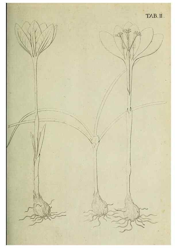 Reproducción/Reproduction 49233315737: Stirpium rariorum minusque cognitarum in Sicilia sponte provenientium descriptiones nonnullis iconibus auctae /. Panormi :Typis Regiis,1813-1816.. 