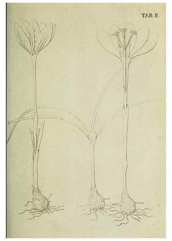 Reproducción/Reproduction 49233315737: Stirpium rariorum minusque cognitarum in Sicilia sponte provenientium descriptiones nonnullis iconibus auctae /. Panormi :Typis Regiis,1813-1816.. 