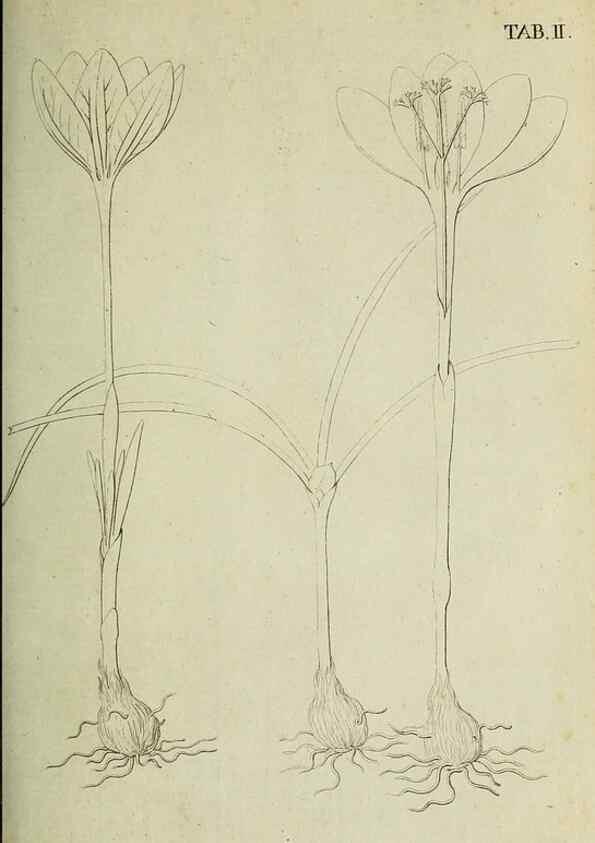 Reproducción/Reproduction 49233315737: Stirpium rariorum minusque cognitarum in Sicilia sponte provenientium descriptiones nonnullis iconibus auctae /. Panormi :Typis Regiis,1813-1816.. 