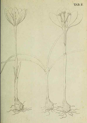 Reproducción/Reproduction 49233315737: Stirpium rariorum minusque cognitarum in Sicilia sponte provenientium descriptiones nonnullis iconibus auctae /. Panormi :Typis Regiis,1813-1816.. 