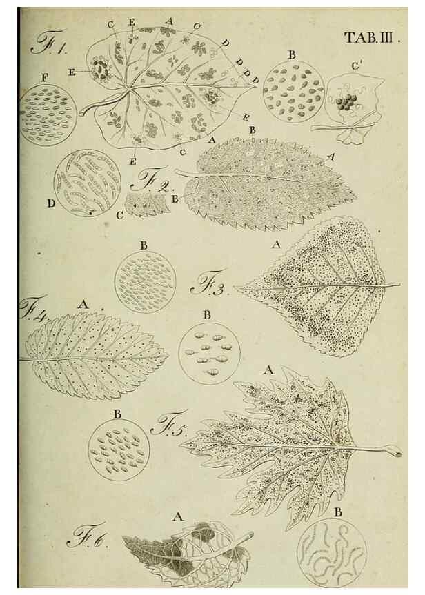 Reproducción/Reproduction 49233092951: Stirpium rariorum minusque cognitarum in Sicilia sponte provenientium descriptiones nonnullis iconibus auctae /. Panormi :Typis Regiis,1813-1816.. 