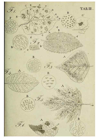 Reproducción/Reproduction 49233092951: Stirpium rariorum minusque cognitarum in Sicilia sponte provenientium descriptiones nonnullis iconibus auctae /. Panormi :Typis Regiis,1813-1816.. 