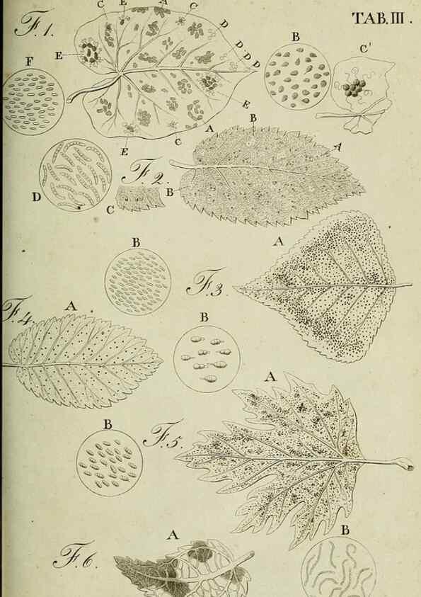 Reproducción/Reproduction 49233092951: Stirpium rariorum minusque cognitarum in Sicilia sponte provenientium descriptiones nonnullis iconibus auctae /. Panormi :Typis Regiis,1813-1816.. 
