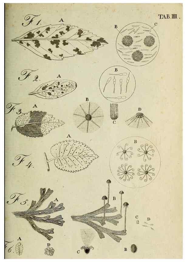 Reproducción/Reproduction 49233093361: Stirpium rariorum minusque cognitarum in Sicilia sponte provenientium descriptiones nonnullis iconibus auctae /. Panormi :Typis Regiis,1813-1816.. 