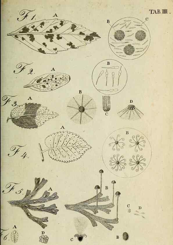 Reproducción/Reproduction 49233093361: Stirpium rariorum minusque cognitarum in Sicilia sponte provenientium descriptiones nonnullis iconibus auctae /. Panormi :Typis Regiis,1813-1816.. 