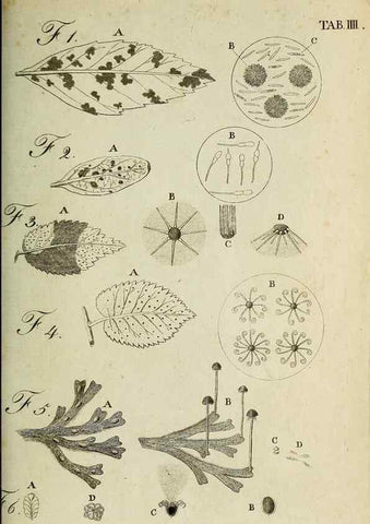 Reproducción/Reproduction 49233093361: Stirpium rariorum minusque cognitarum in Sicilia sponte provenientium descriptiones nonnullis iconibus auctae /. Panormi :Typis Regiis,1813-1816.. 