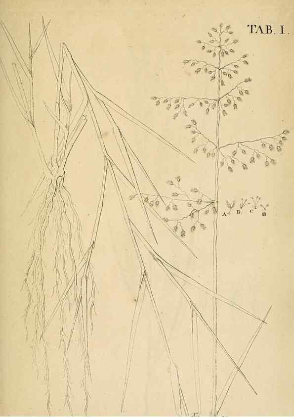 Reproducción/Reproduction 49233093701: Stirpium rariorum minusque cognitarum in Sicilia sponte provenientium descriptiones nonnullis iconibus auctae /. Panormi :Typis Regiis,1813-1816.. 
