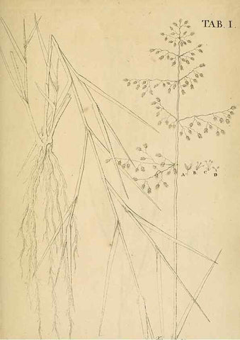 Reproducción/Reproduction 49233093701: Stirpium rariorum minusque cognitarum in Sicilia sponte provenientium descriptiones nonnullis iconibus auctae /. Panormi :Typis Regiis,1813-1816.. 