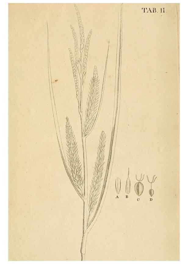 Reproducción/Reproduction 49232628978: Stirpium rariorum minusque cognitarum in Sicilia sponte provenientium descriptiones nonnullis iconibus auctae /. Panormi :Typis Regiis,1813-1816.. 