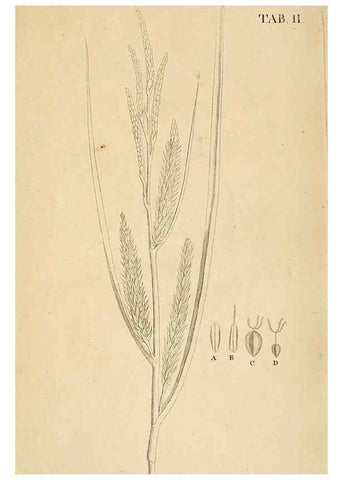 Reproducción/Reproduction 49232628978: Stirpium rariorum minusque cognitarum in Sicilia sponte provenientium descriptiones nonnullis iconibus auctae /. Panormi :Typis Regiis,1813-1816.. 