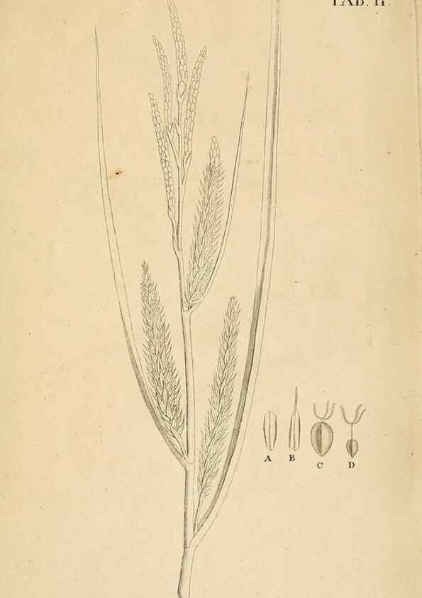 Reproducción/Reproduction 49232628978: Stirpium rariorum minusque cognitarum in Sicilia sponte provenientium descriptiones nonnullis iconibus auctae /. Panormi :Typis Regiis,1813-1816.. 