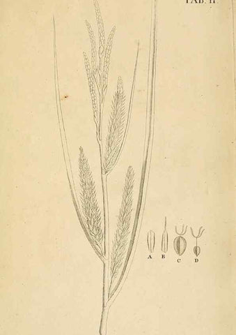 Reproducción/Reproduction 49232628978: Stirpium rariorum minusque cognitarum in Sicilia sponte provenientium descriptiones nonnullis iconibus auctae /. Panormi :Typis Regiis,1813-1816.. 