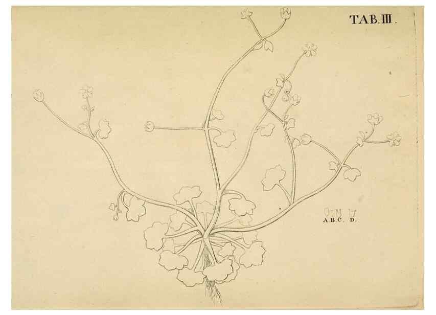 Reproducción/Reproduction 49232629498: Stirpium rariorum minusque cognitarum in Sicilia sponte provenientium descriptiones nonnullis iconibus auctae /. Panormi :Typis Regiis,1813-1816.. 
