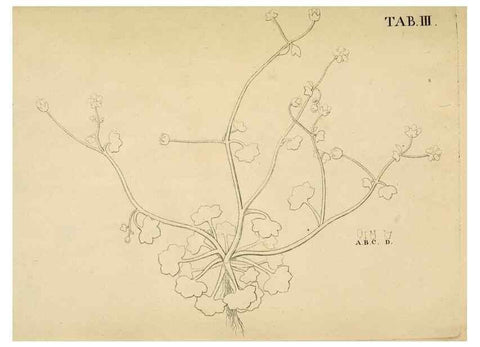 Reproducción/Reproduction 49232629498: Stirpium rariorum minusque cognitarum in Sicilia sponte provenientium descriptiones nonnullis iconibus auctae /. Panormi :Typis Regiis,1813-1816.. 